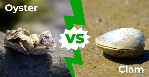 oyster&pop rolex|oysters vs clams.